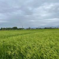 28-هزارو-500-مترشالیزار-برنج-سنتی-همراه-چاه-آب