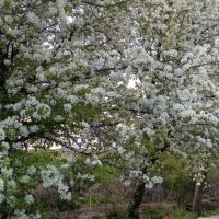 باغ-میوه-دنج-و-سرسبز-با-سند-تک-برگ-و-چشمه-اختصاصی