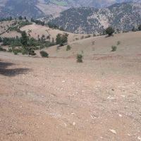 فروش-90000-متر-کشاورزی-گندم-زار