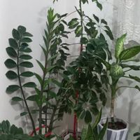گل وگیاه طبیعی|گل و گیاه طبیعی|تهران, مسعودیه|دیوار