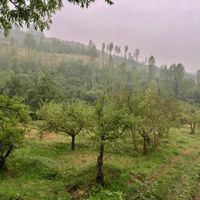 کوه بهرستاق نوسر زمین باغی متری ۲میلیون|فروش دفتر صنعتی، کشاورزی، تجاری|آمل, |دیوار