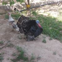 بوقلمون کرچ جوجه بزرگ کن|حیوانات مزرعه|تبریز, |دیوار