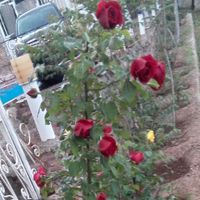 باغ ویلای ۱۳۰۰ متری با ۱۱۰ متر بنا در سرخه حصار|فروش خانه و ویلا|تهران, سرخه حصار|دیوار