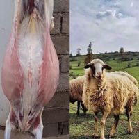 همه نوع گوسفند و گوساله  برای قربانی کردن|حیوانات مزرعه|تهران, تهران‌نو|دیوار