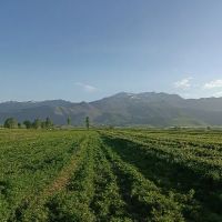 اجاره-زمین-برای-زنبور