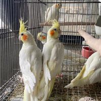 عروس هلندی لوتینو نر|پرنده|تهران, عارف|دیوار
