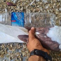 طوقی ماده دوکت سرخ کشیده|پرنده|جم, |دیوار