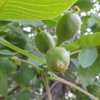 اصلاح خاک زمین وباغ|خدمات باغبانی و درختکاری|تهران, درکه|دیوار