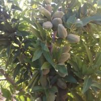 باغ-بادام-و-میوه-1500-متری