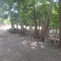 زمین.ویلا.باغچه|فروش خانه و ویلا|ورامین, |دیوار