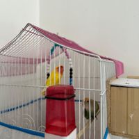 طوطی برزیلی|پرنده|رشت, شهرک قدس|دیوار