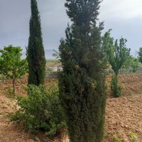 باغ-ماهدشت-کرج