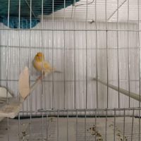 قناری|پرنده|تهران, سیروس|دیوار