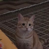 گربه نژاد dsh یک ساله|گربه|آمل, |دیوار
