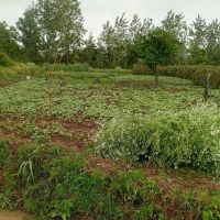 1200متر-زمین-مسکونی-قابل-پلاک-بندی