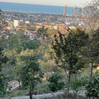 پلاک-یک-واقعی-جنگل-با-ویوی-باور-نکردنی