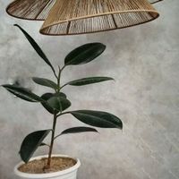 لوستر رافیا|لوستر و چراغ آویز|تهران, افسریه|دیوار