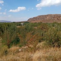 فروش-یک-قطعه-باغ-کشاورزی