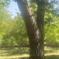 باغ-با-برق-و-اب-درمنطقه-اسکو