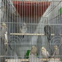 عروس هلندی همه مدل|پرنده|تهران, امام سجاد(ع)|دیوار