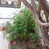 ویلای-باغچه-گلکاری-شده