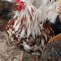 جوجه غاز و مرغ|حیوانات مزرعه|تبریز, |دیوار