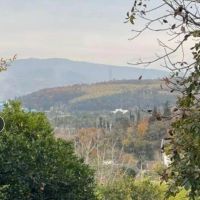 زمین-داخل-بافت-و-لکه-زرد-شکتا