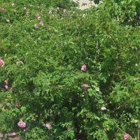 فروش-باغ