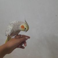 عروس هلندی گل باقالی|پرنده|ابهر, |دیوار
