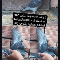 کبوتر جاده مابقه رفته|پرنده|گنبد کاووس, |دیوار