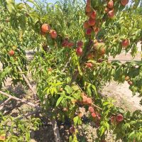 نظرآباد-نجم-آباد-2500-متری