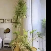 همخانه