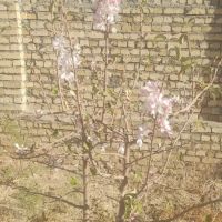 زمین-160متری-صفا-شهر-خ-وزرا