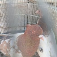 کفتر سینه پلاکی|پرنده|داراب, |دیوار
