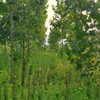 باغ-صنوبر3800متر-سنگر