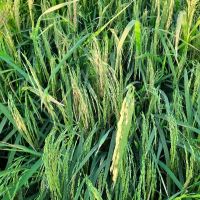 زمین-کشاورزی-برای-کاشت-برنج