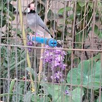 فروش فنچ نرگسی|پرنده|بهبهان, |دیوار