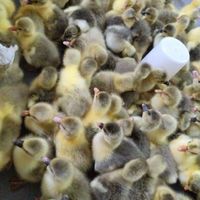 جوجه غاز باکیفیت|حیوانات مزرعه|تهران, اتحاد|دیوار