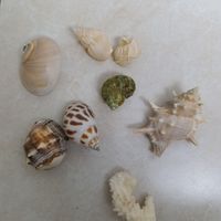 صدف|ماهی|دماوند, |دیوار