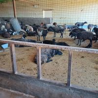 اجاره-دامداری