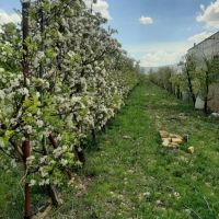 زمین-باغی-داخل-مجتمع-شاهنامه-فردوسی-نگهبانی24ساعته