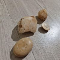 سنگ فسیل جواهرات کلکسیونی شهاب سنگ|جواهرات|تهران, باغ فیض|دیوار