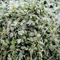 پلنگ مشک|خوردنی و آشامیدنی|رودبار, |دیوار
