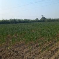 یک-هکنار-زمین-کشاورزی-معصوم-آبادگرگان-سنددار