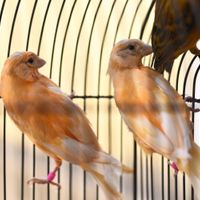 قناری|پرنده|تهران, عارف|دیوار