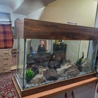 اکواریوم ماهی|ماهی|تهران, پاسداران|دیوار