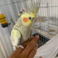 عروس هلندی ماده|پرنده|تهران, یاخچی‌آباد|دیوار