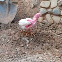جوجه|حیوانات مزرعه|دماوند, |دیوار