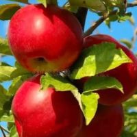 فروش-یا-معاوضه-باغ-نزدیک-خمین