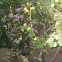 فروش-زمین-کشاورزی-در-روستا-طامه